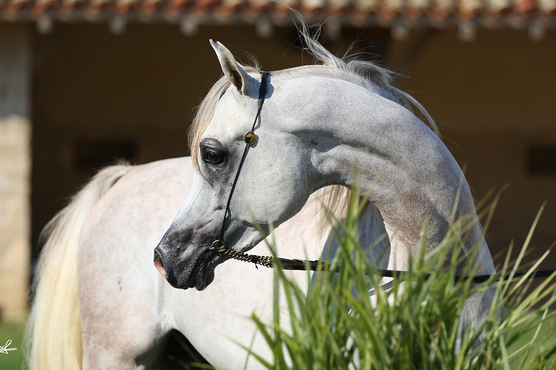 NM Arabians Elevage de PurSang Arabes