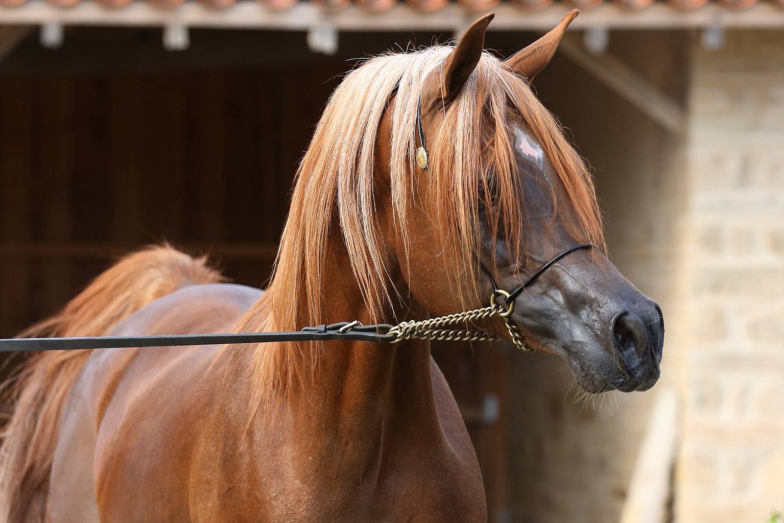 NM Arabians Elevage de PurSang Arabes