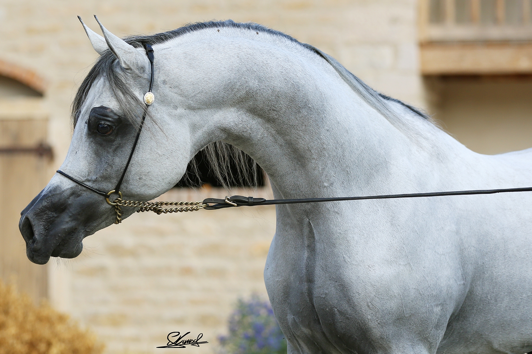 Nm Arabians Elevage De Pur Sang Arabes