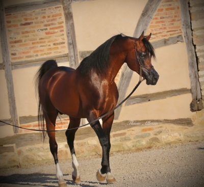 ARRIVEE DE MAGIC MON AMI A L'ELEVAGE !!!!