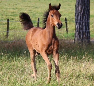 NOUVELLES PHOTOS DES POULICHES DE L'ANNEE !!!