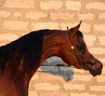 LE BEAU MAZYOUN ALBIDAYER SERA PRESENT A...