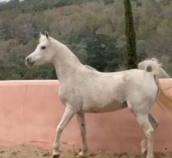 NOUVELLE POULINIERE A L'ELEVAGE 