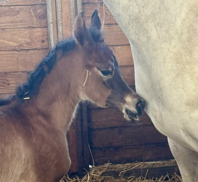 PREMIERE NAISSANCE A L'ELEVAGE